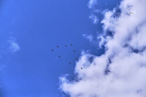 _PIC3981